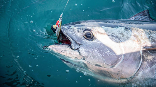 Choosing the Right Jig Shape & Color for Your Target Fish